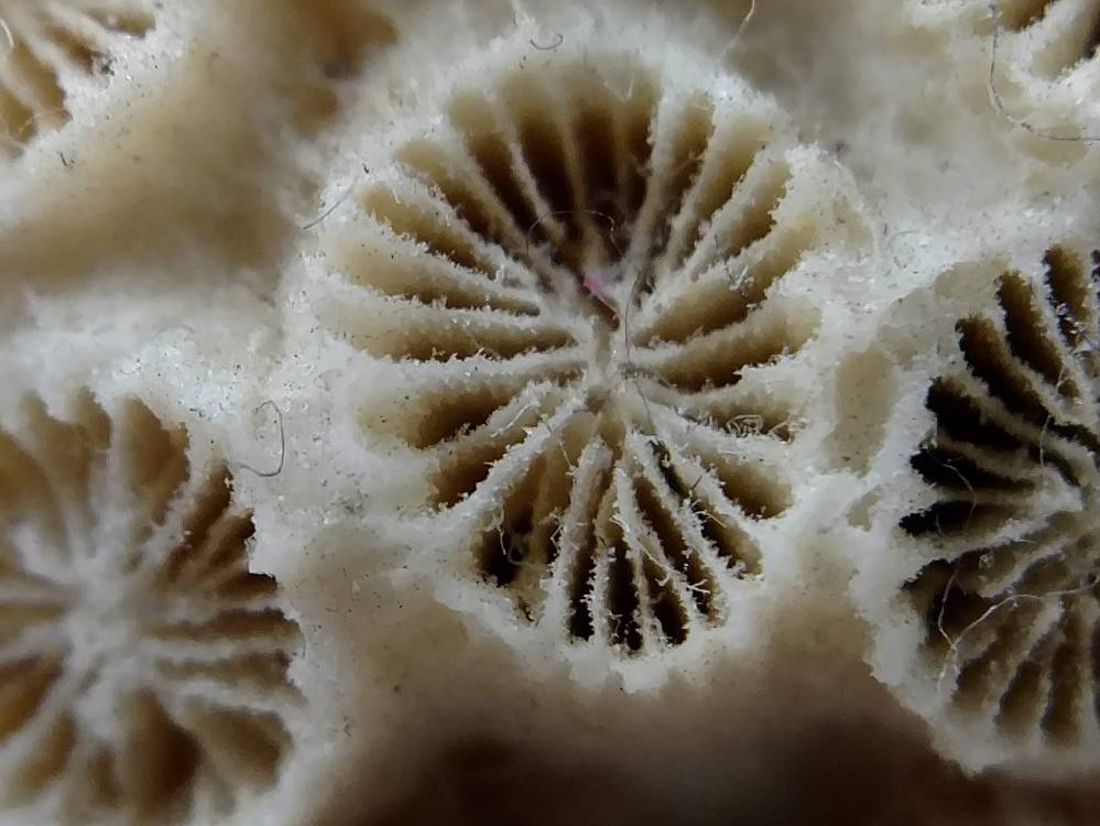 IMG_20190125_083629131