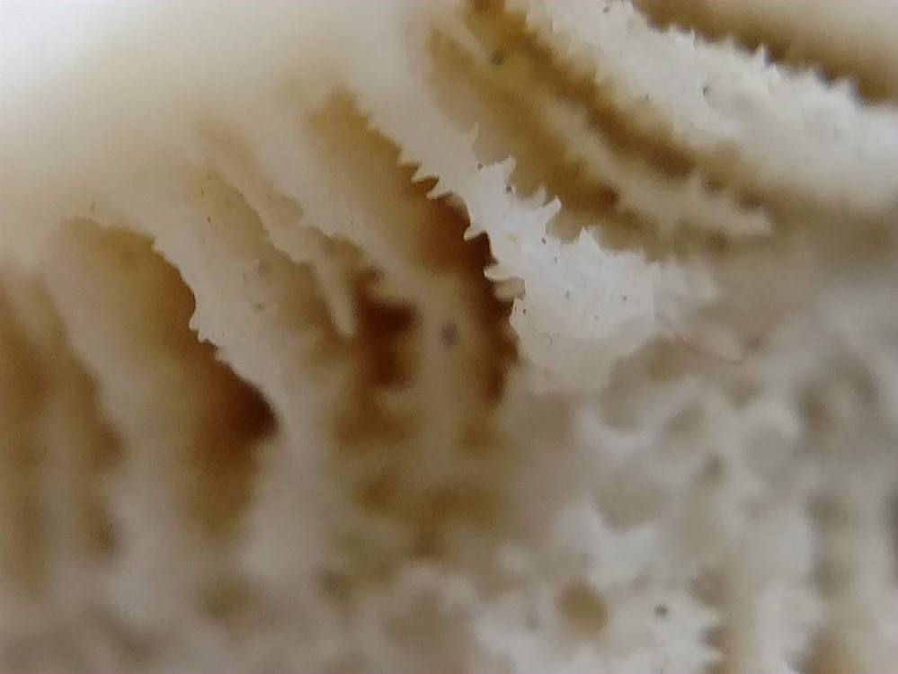 IMG_20190125_083904829