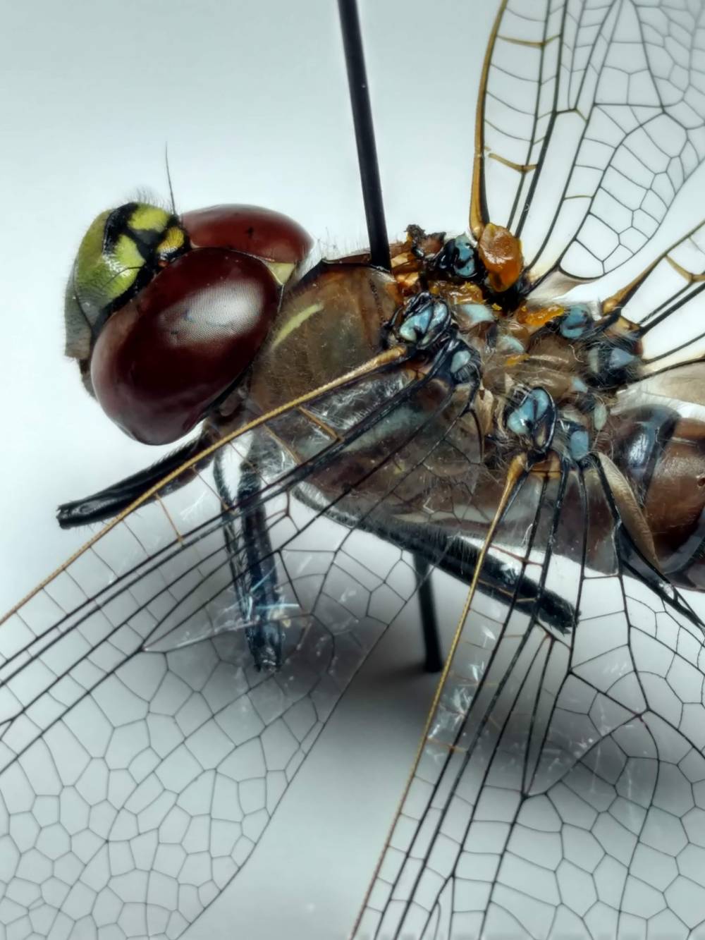 IMG_20190207_214809259_HDR