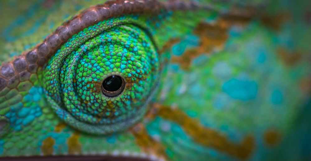 green animal eye