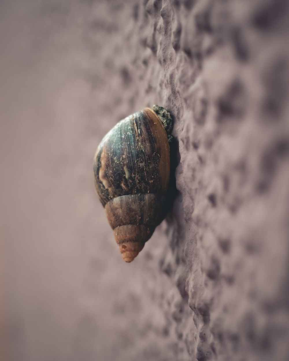 macro photography of snail on grey surface