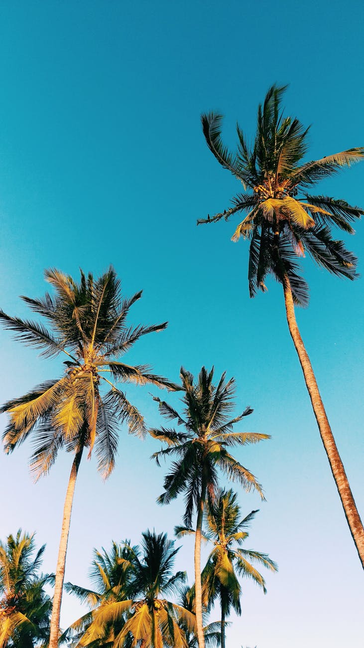 low angle photography of palm trees under clear blue sky