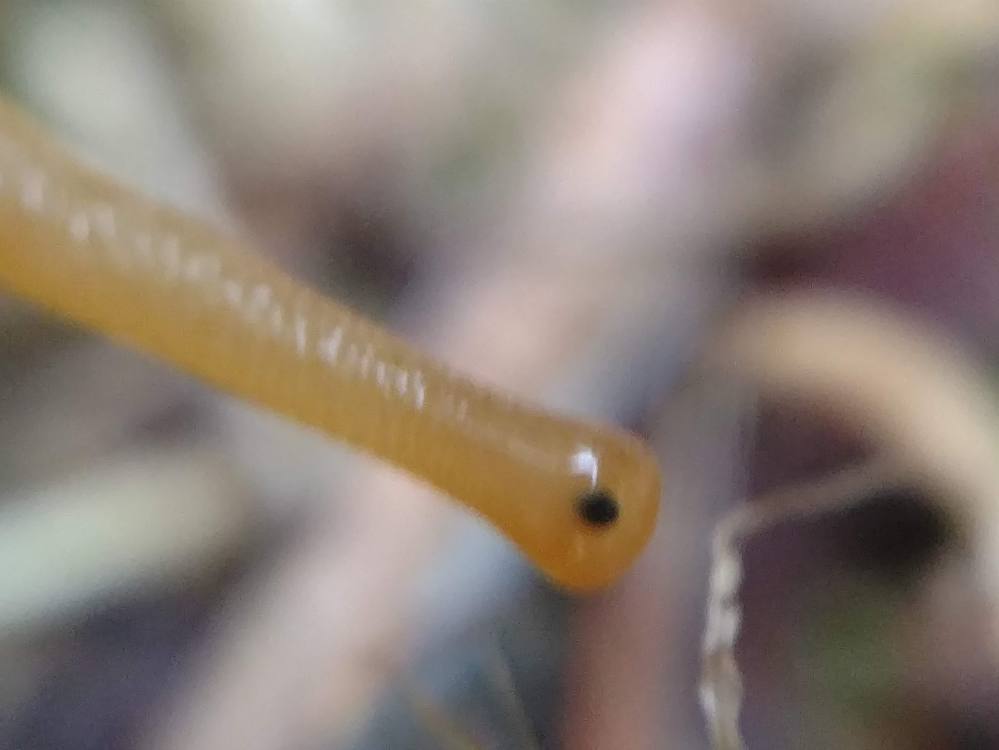 IMG_20190627_073906763