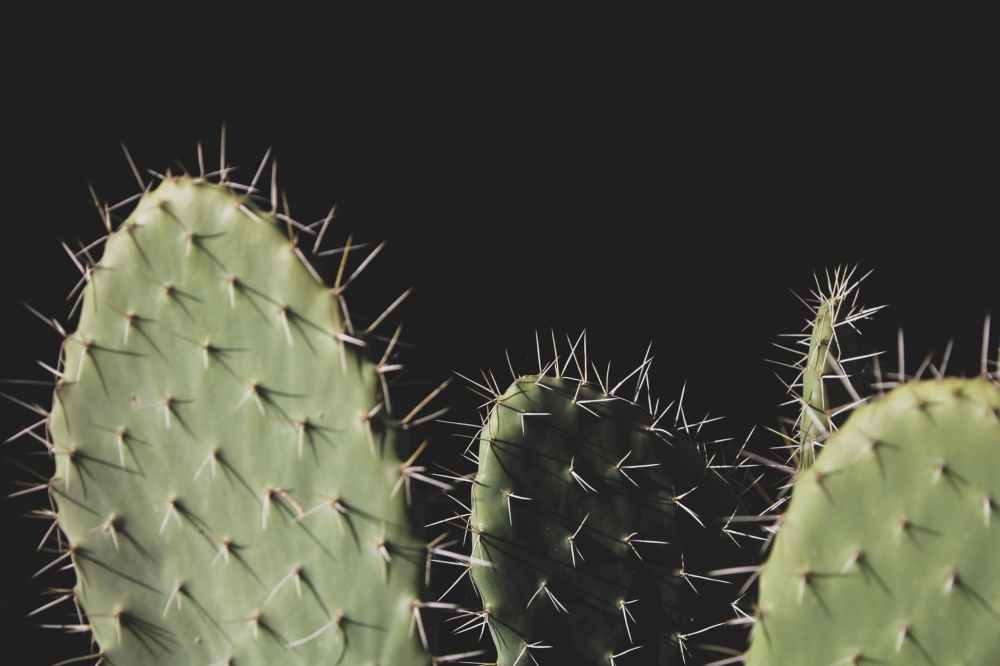 close up photo of three green cactus plants