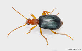 bombardier beetle