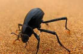 Namib beetle