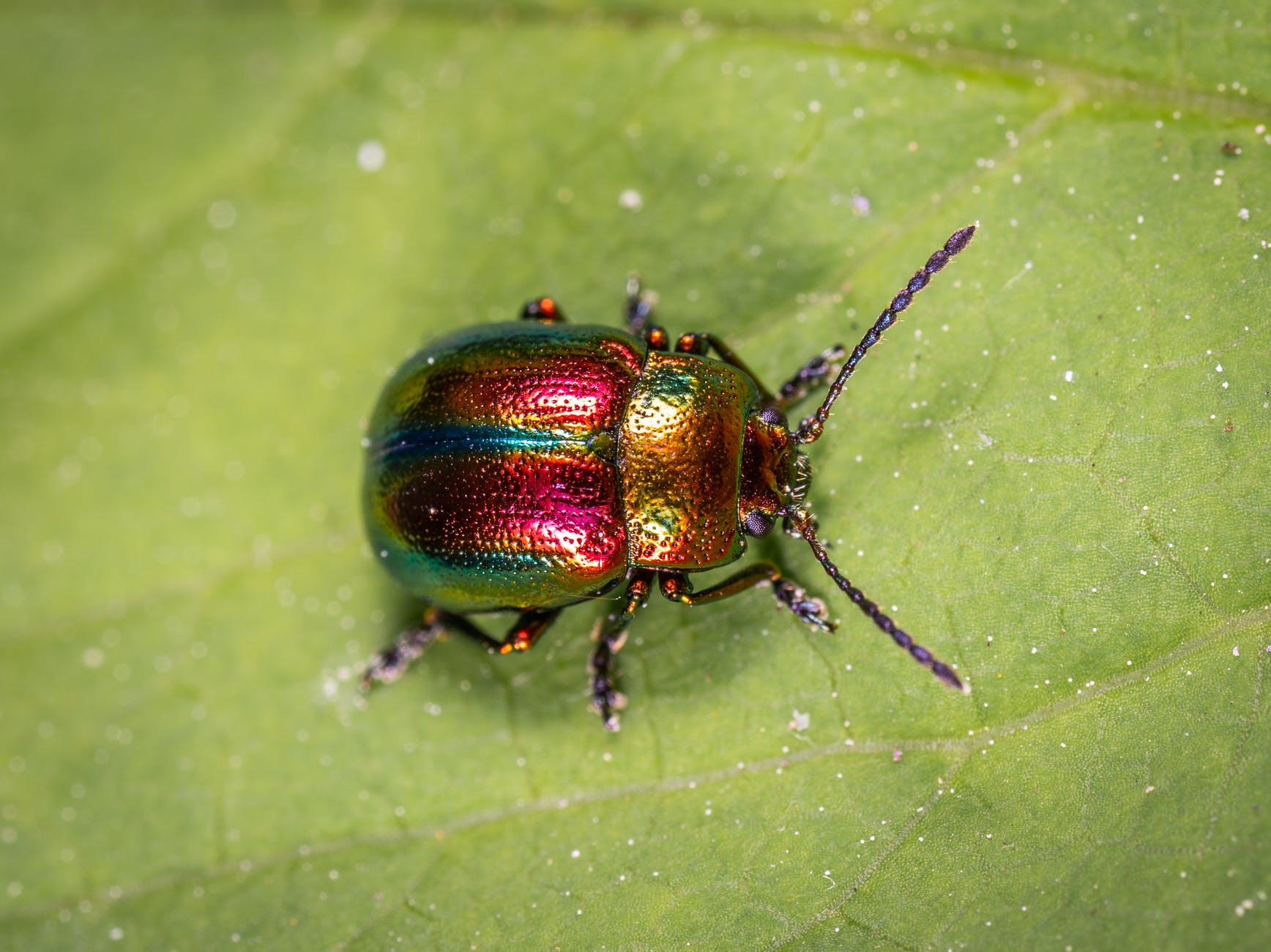 beetle on green leaf