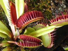 carnivorous plant