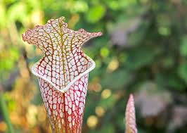 pitcher plant