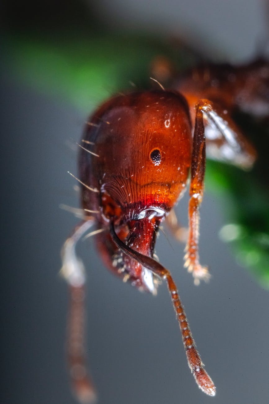 macro photography of red ant