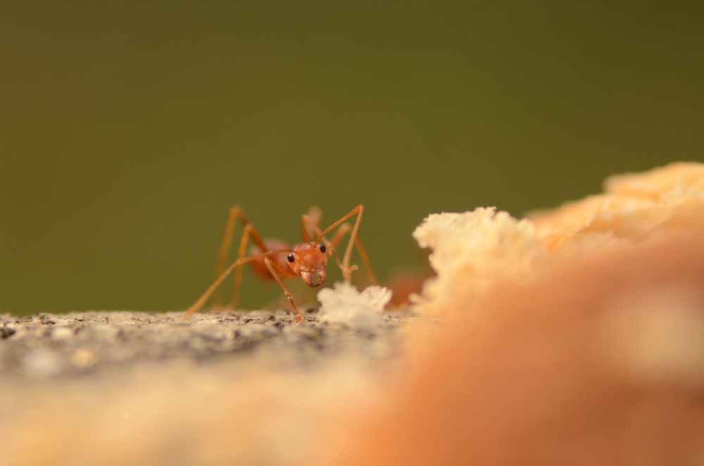 close up shot of an ant