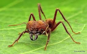 leafcutter ant