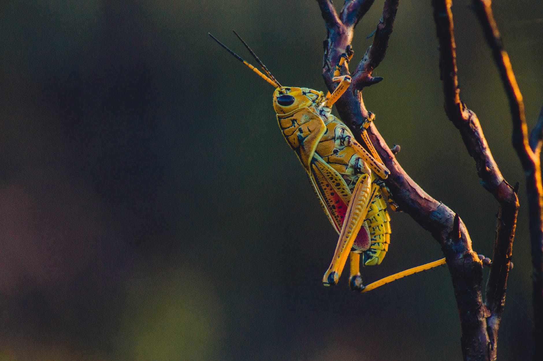 close up photo of grasshopper